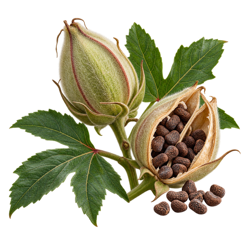 Ambrette Seeds