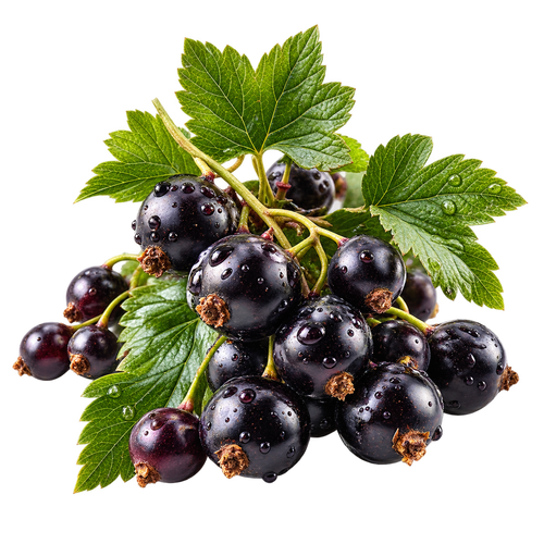 Blackcurrant