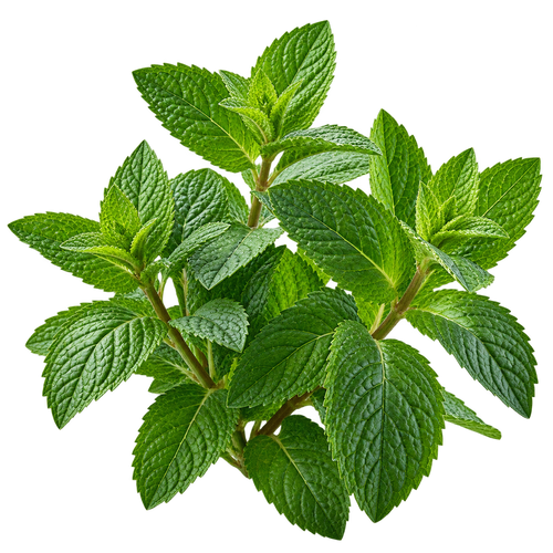 Mint