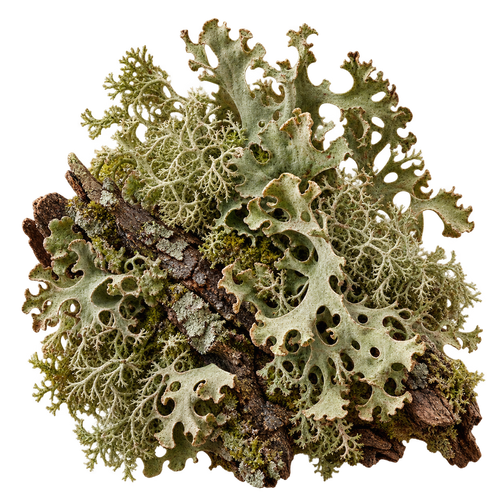 Oakmoss