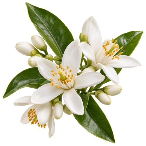 Orange Blossom