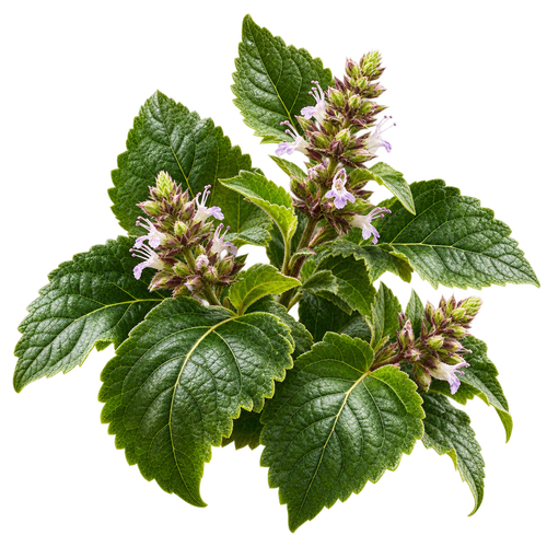 Patchouli