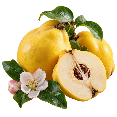 Quince