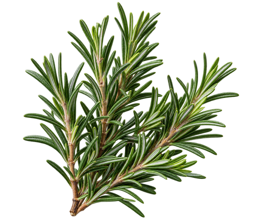 Rosemary